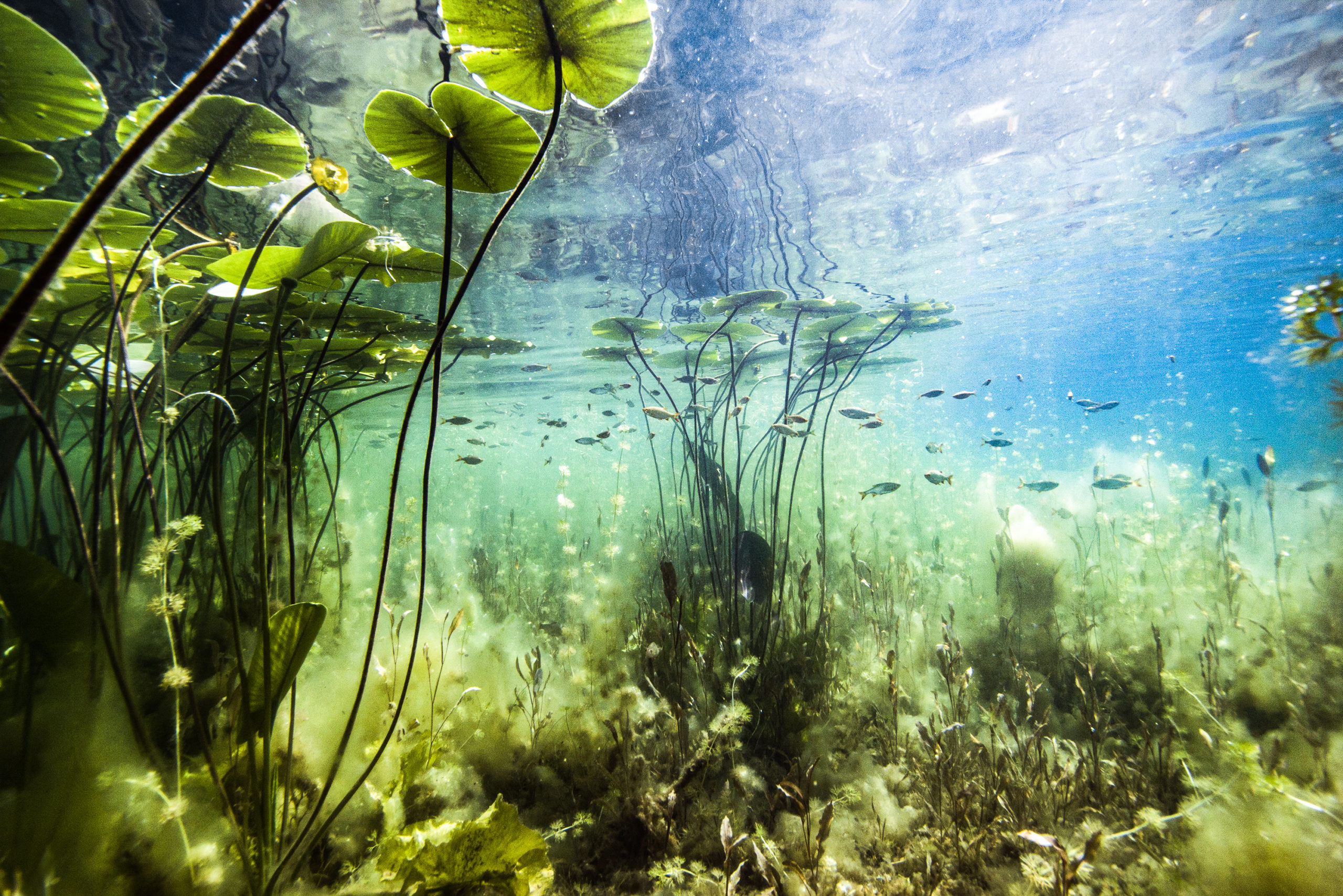 aquatic-ecosystems-management-pond-lake-monitoring-and-maintenance